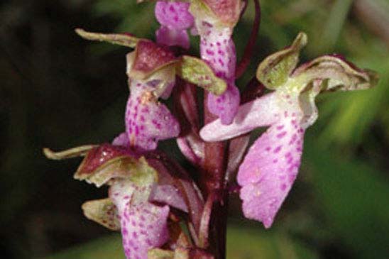 Orchis à corne courte - Orchis spitzelii 