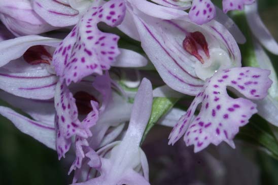 Orchis à trois dents - Neotinea tridentata 