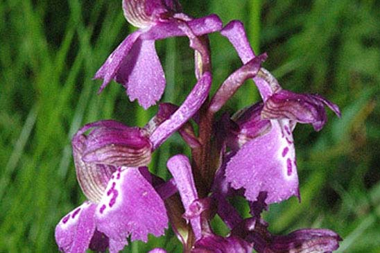 Orchis bouffon - Anacamptis morio subsp. morio