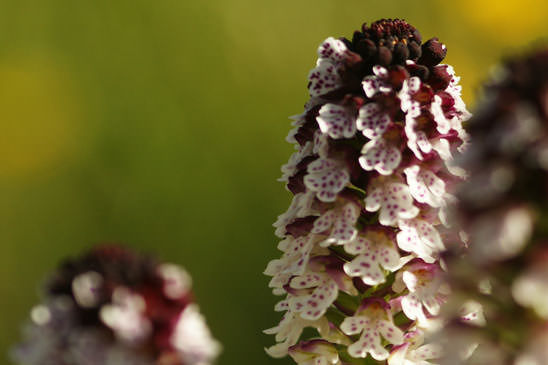 Orchis brûlé d'été - Neotinea ustulata var. aestivalis