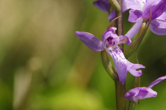 Orchis couleur de chair - Dactylorhiza incarnata subsp. incarnata