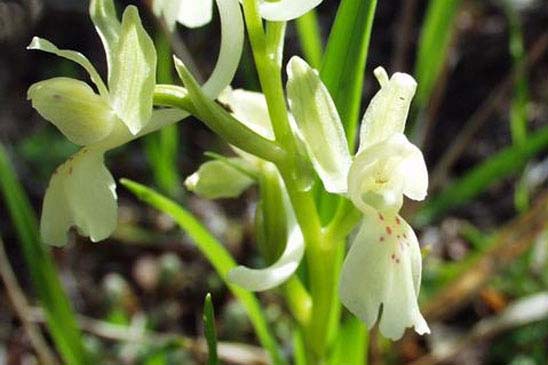 Orchis de Provence - Orchis provincialis 