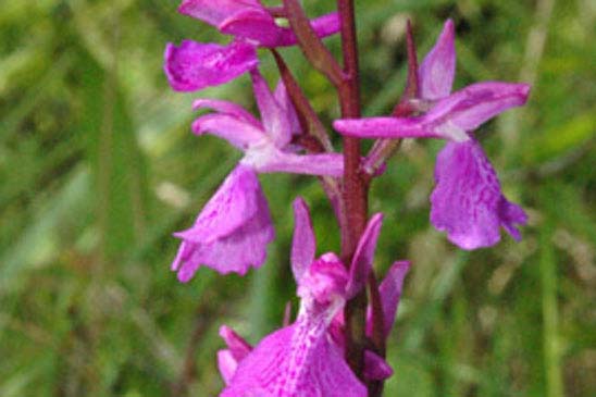 Orchis des marais - Anacamptis palustris 