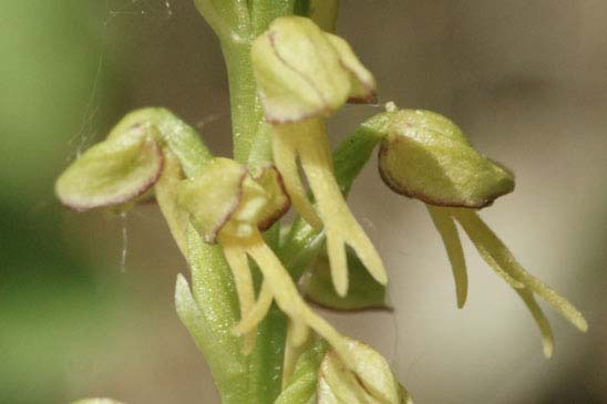 Orchis homme-pendu - Orchis anthropophora 