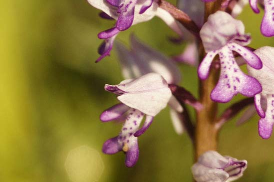 Orchis militaire - Orchis militaris 