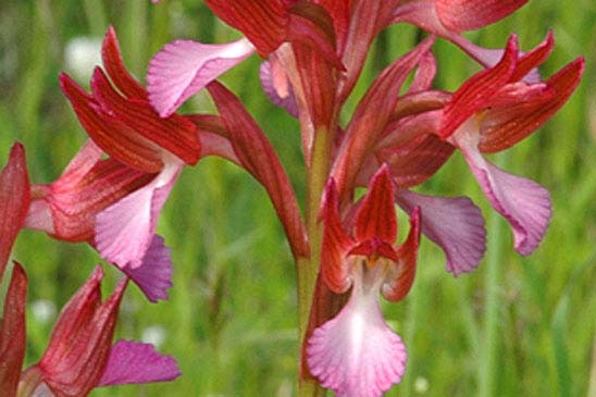 Orchis papillon - Anacamptis papilionacea 