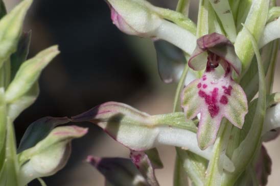 Orchis parfumé - Anacamptis fragrans 