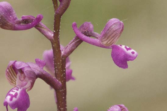 Orchis peint - Anacamptis morio subsp. picta