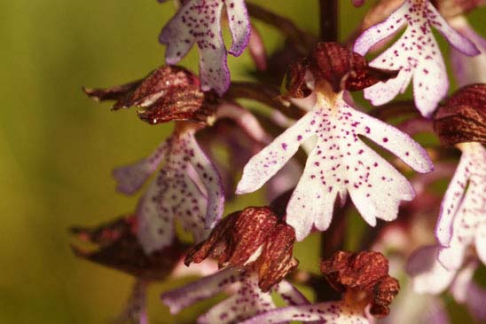 Orchis pourpre - Orchis purpurea 