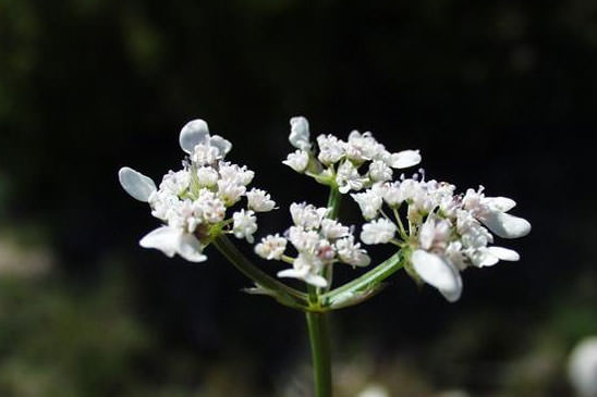 Orlaya de Koch - Orlaya platycarpos 