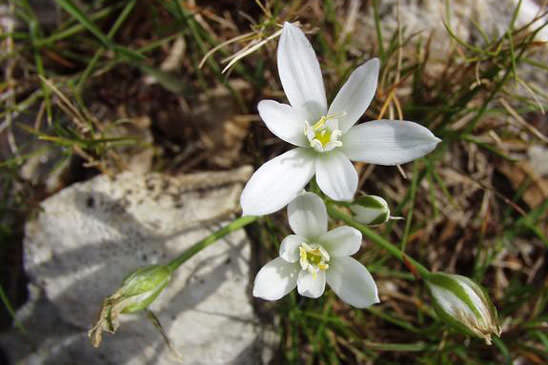 Ornithogale à feuilles droites - Ornithogalum kochii 