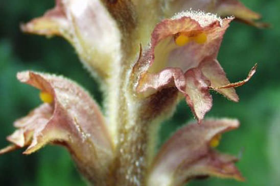 Orobanche du Genêt - Orobanche rapum-genistae 