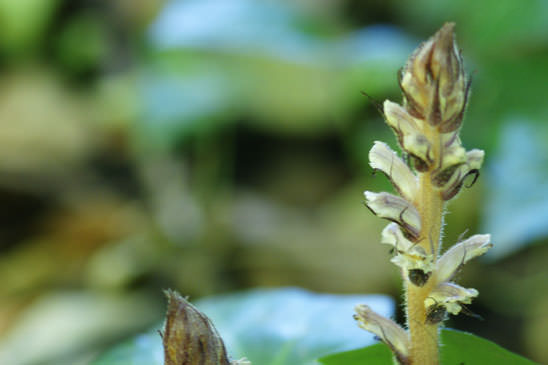 Orobanche du lierre - Orobanche hederae 