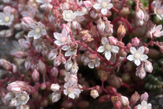 Orpin à feuilles courtes - Sedum brevifolium 