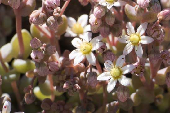 Orpin à feuilles épaisses - Sedum dasyphyllum 