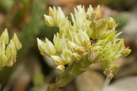 Orpin à pétales dressés - Sedum ochroleucum 