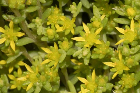 Orpin annuel - Sedum annuum 