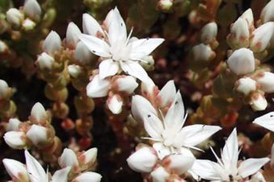 Orpin d'Angleterre - Sedum anglicum 