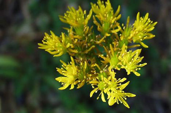 Orpin de Forster - Sedum forsterianum 