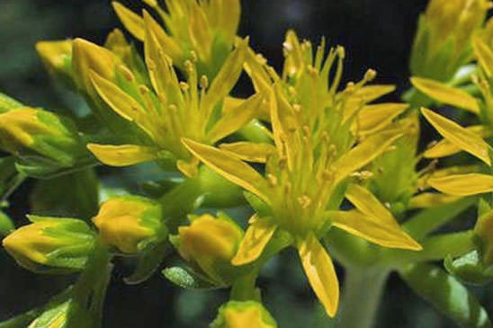 Orpin des rochers - Sedum rupestre 