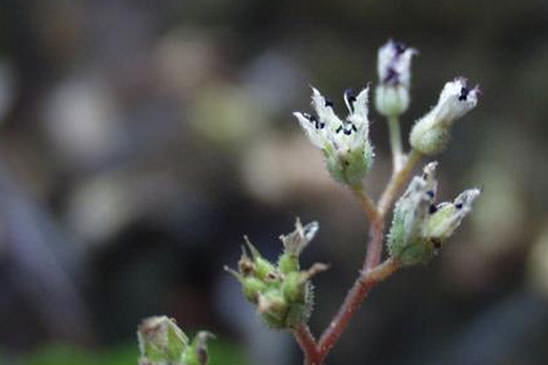 Orpin hérissé - Sedum hirsutum 