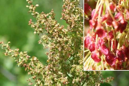 Oseille des Alpes - Rumex alpinus 