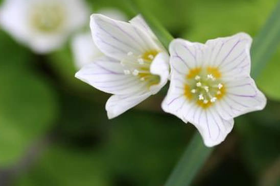 Oseille des bois - Oxalis acetosella 