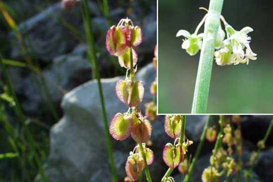 Oseille ronde - Rumex scutatus 