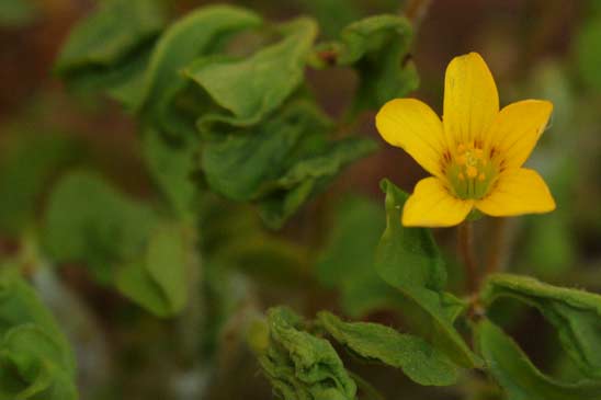 Oxalide corniculée - Oxalis corniculata 