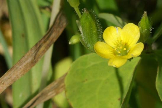 Oxalis droit - Oxalis fontana 