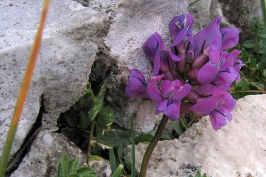 Oxytropis négligée - Oxytropis neglecta 