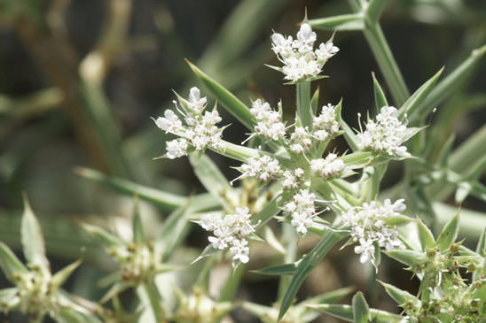 Panais épineux - Echinophora spinosa 