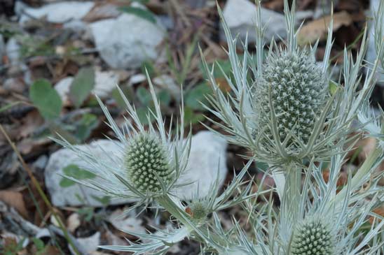 Panicaut blanc des Alpes - Eryngium spinalba 