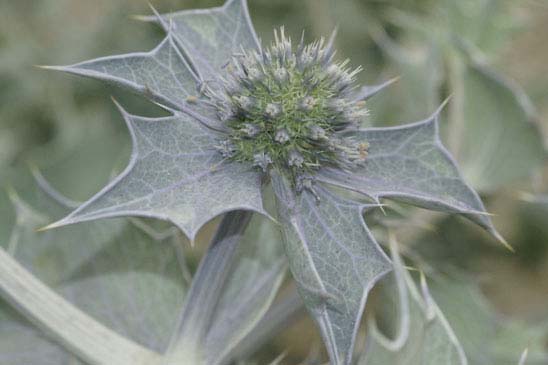 Panicaut maritime - Eryngium maritimum 