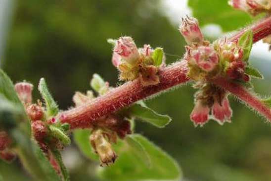 Pariétaire officinale - Parietaria officinalis 