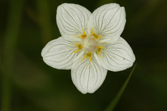 Parnassie des marais - Parnassia palustris 