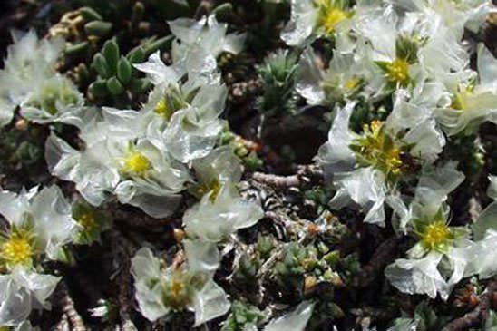 Paronyque à feuilles de Serpolet - Paronychia kapela subsp. serpyllifolia