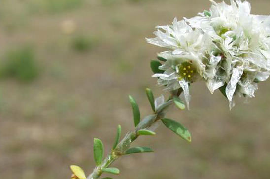 Paronyque argentée - Paronychia argentea 