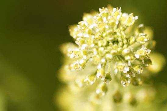 Passerage des champs - Lepidium campestre 