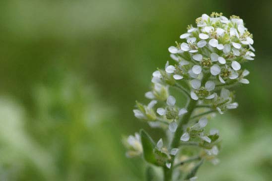 Passerage hérissée - Lepidium hirtum subsp. hirtum