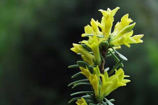 Passerine dioïque - Thymelaea dioica 