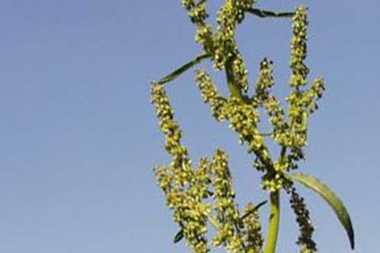 Patience aquatique - Rumex hydrolapathum 