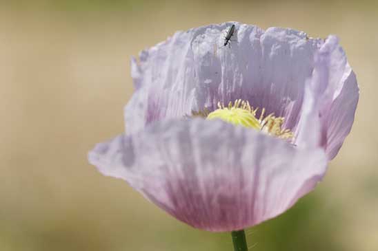 Pavot à opium - Papaver somniferum  subsp. somniferum