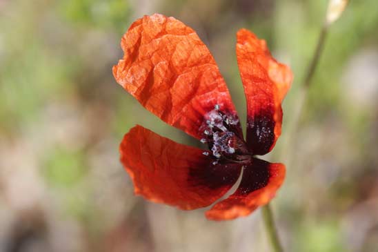 Pavot argémone - Papaver argemone 