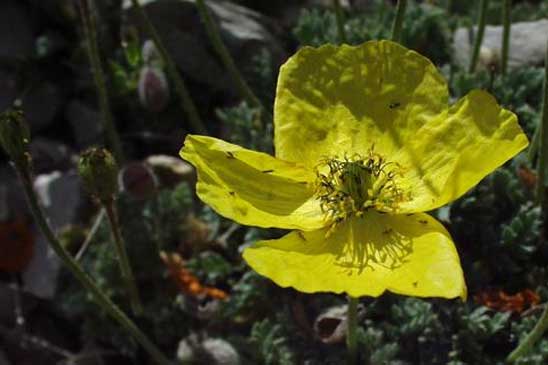 Pavot des Alpes - Papaver alpinum subsp. alpinum