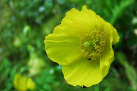 Pavot du Pays de Galle - Papaver cambricum 