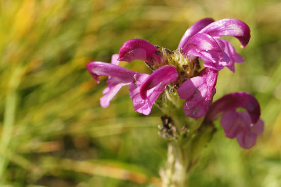 Pédiculaire arquée - Pedicularis gyroflexa 