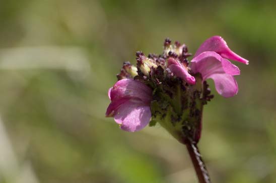 Pédiculaire des Pyrénées - Pedicularis pyrenaica 