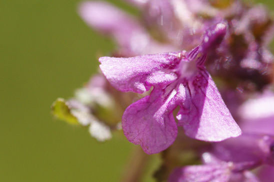 Pédiculaire mixte - Pedicularis mixta 