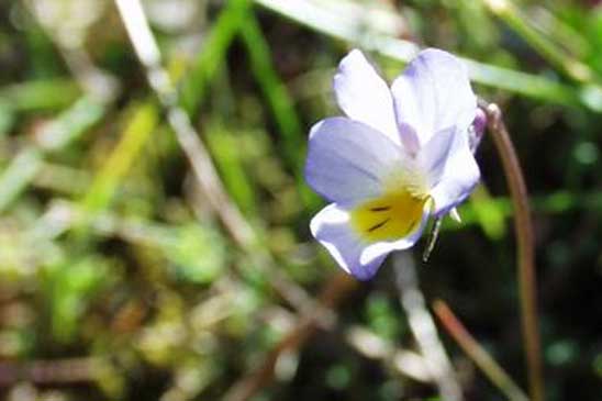 Pensée de Kitaibel - Viola kitaibeliana subsp. kitaibeliana